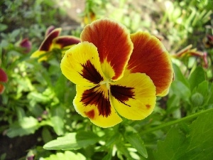 Leaf, stems, color, pansy