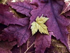 Leaf, color
