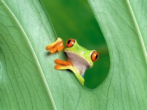 leaf, Green, Coloured, frog