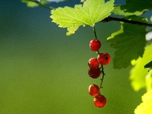 Leaf, currants