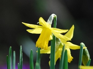 Daffodils, Leaf, Three