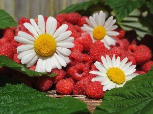 daisies, Leaf, raspberries