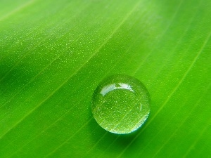 leaf, Green, drop, Rosy