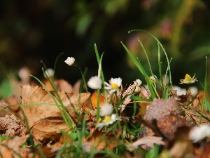 Leaf, dry, daisies, droplets, grass