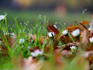 Leaf, dry, grass, droplets, daisies