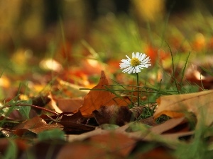 dry, Leaf, daisy