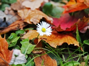 dry, Leaf, daisy