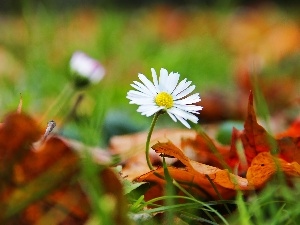 dry, Leaf, daisy