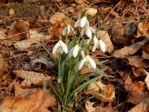 dry, Leaf, snowdrops