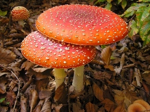 dry, Leaf, toadstools