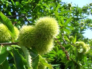 edible, Leaf, chestnuts