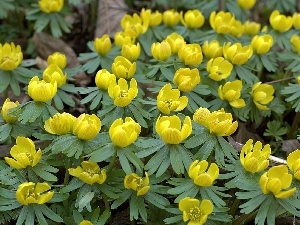 Leaf, withered, Eranthis, winter