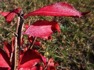 Leaf, Red, Euonymus, twig