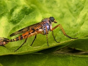 Flies, leaf, Two