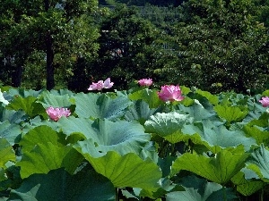 Leaf, Big, Colourfull Flowers, lotus