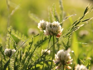 Flowers, Leaf, trefoil