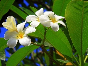 Flowers, Plumeria, White