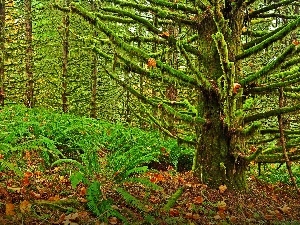 Leaf, fern, forest, mosses