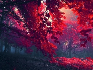 Leaf, Red, forest, Fog