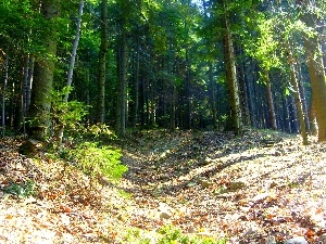 forest, Leaf, Way