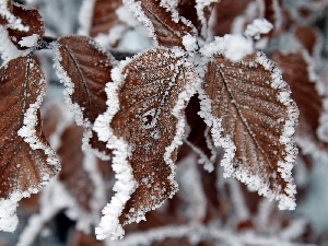 Leaf, frosty