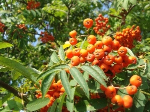 Fruits, Leaf, Plant