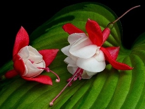 leaf, fuchsia