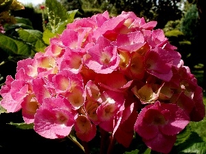 Leaf, Pink, Colourfull Flowers, Garden, hydrangea