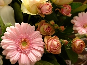 Leaf, Buds, Gerbera, roses