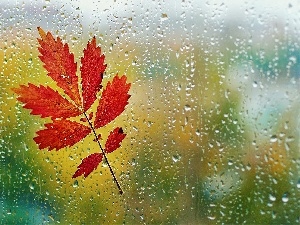 leaf, Autumn, Glass, Rain