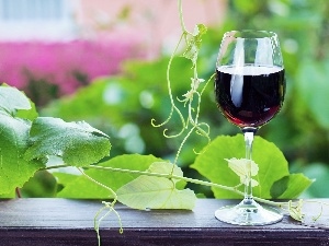 Leaf, climber, glass, Wine