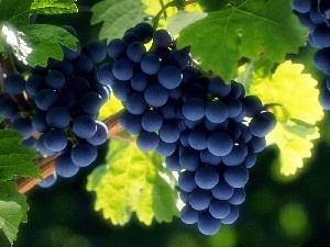 Leaf, Grapes