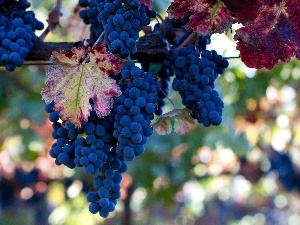 grapes, Leaf, bunches