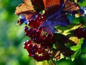 Grapes, Leaf, change