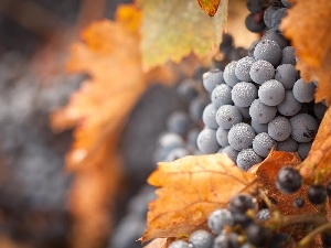 grapes, Leaf, spray