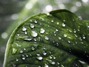 Green, leaf, drops