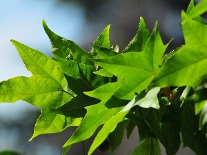Leaf, maple, green ones