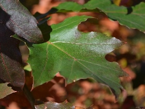 Leaf, oak, green ones