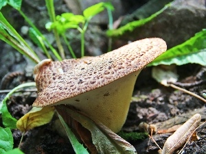 Hat, Leaf, Mushrooms