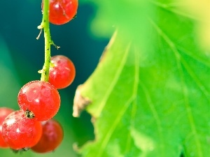 Leaf, green ones, red hot, currant