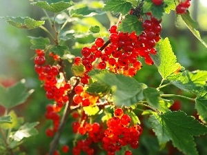 Leaf, Twigs, red hot, currant