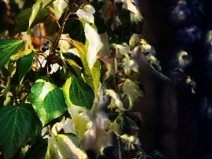 Leaf, ivy