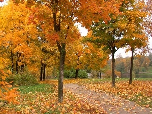 Leaf, viewes, Path, lake, trees