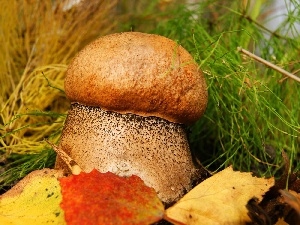 Leccinum, Leaf, Red