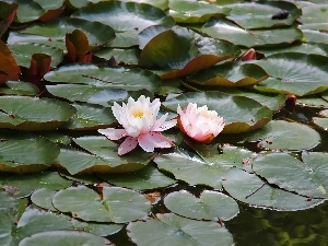 Leaf, Big, lilies, water