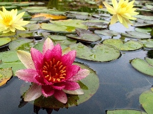 Leaf, water, lilies, water