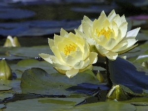 lilies, Leaf, water