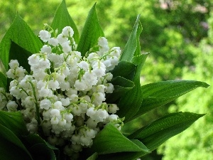 Leaf, lilies