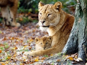 lion, Leaf, Lioness