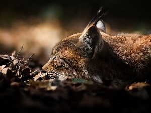 Lynx, Leaf, sleepy